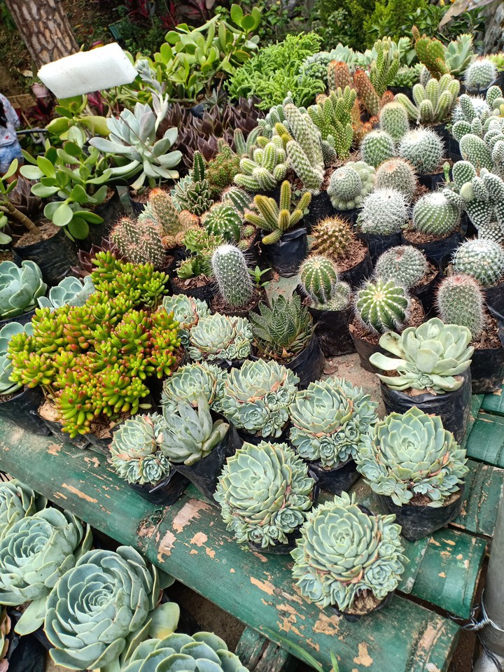 plants