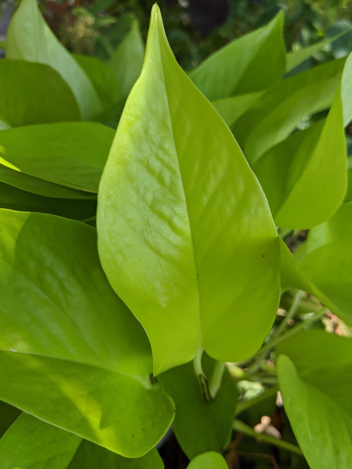 Neon Pothos