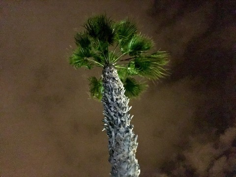 palmera