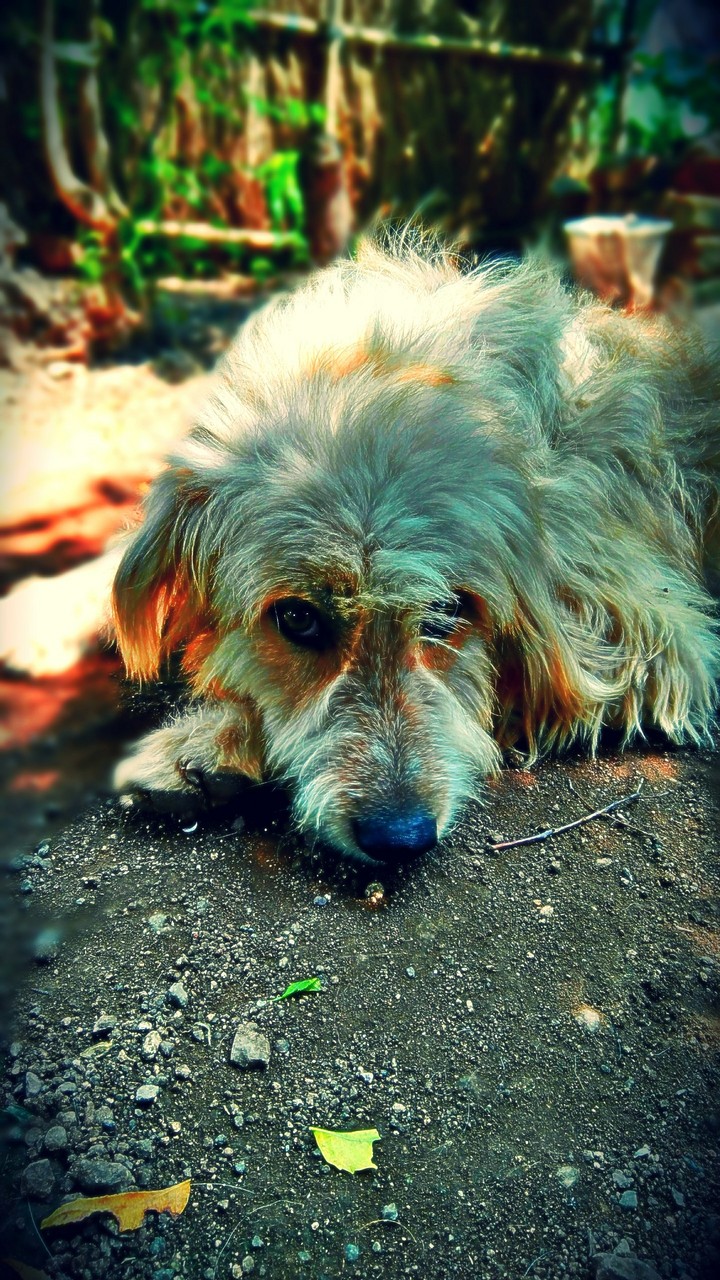 Dog bobo