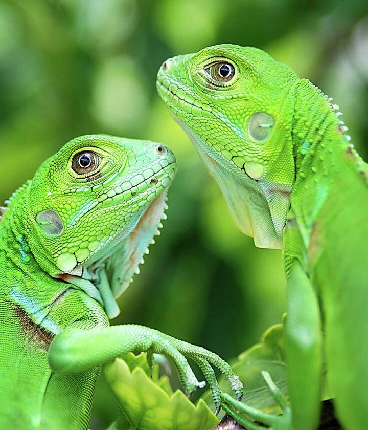 hermosos