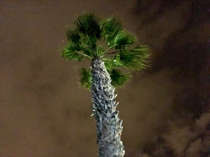 palmera