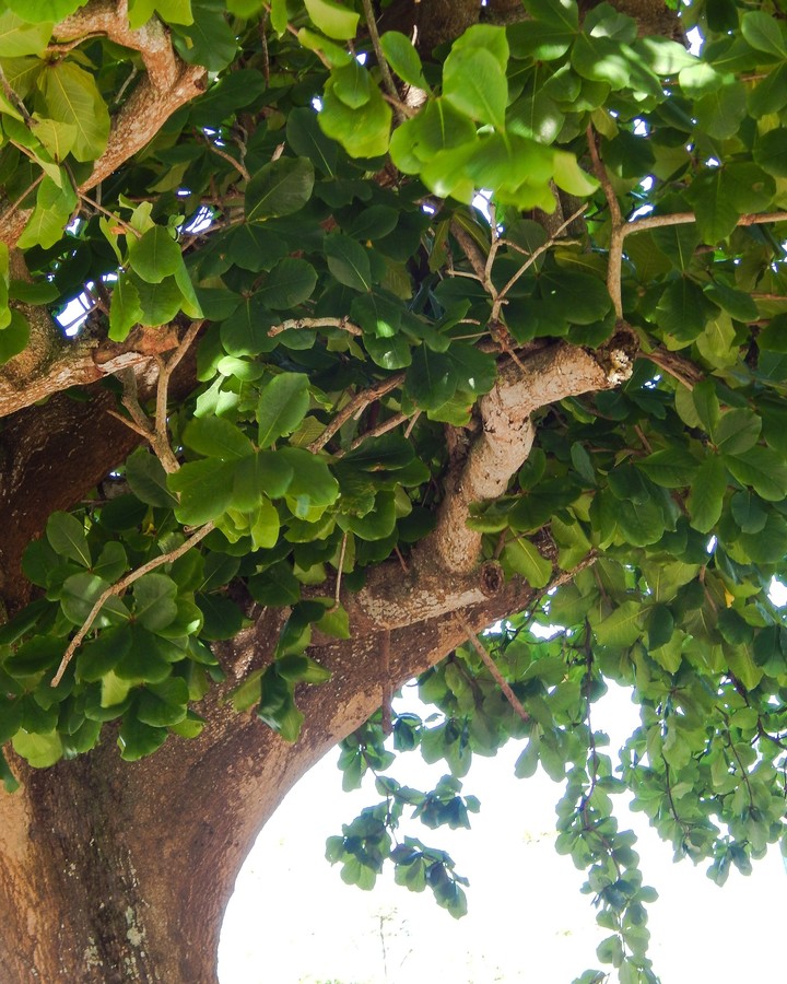 natureza