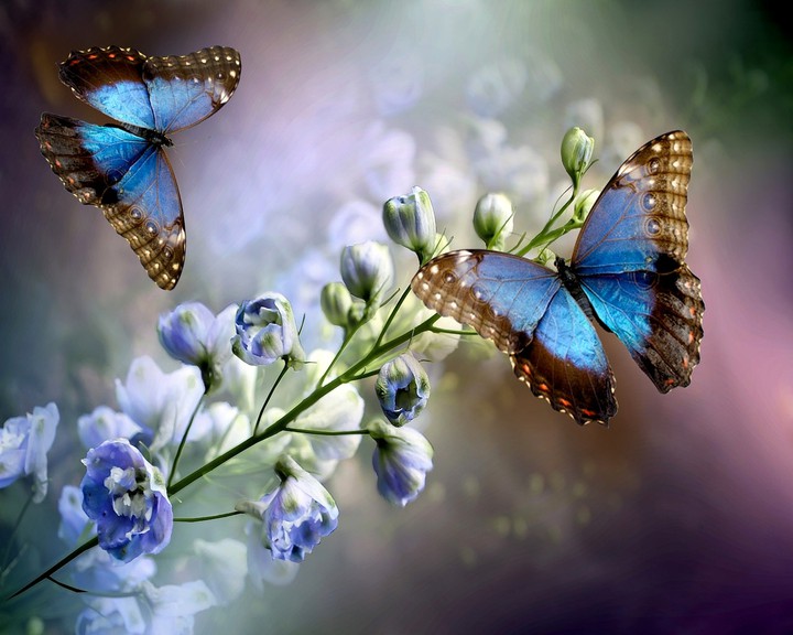 ❁✨❁