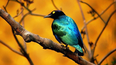 bird
