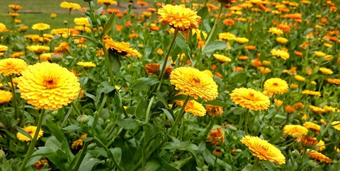 Mughal Garden