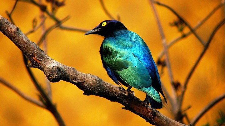 bird