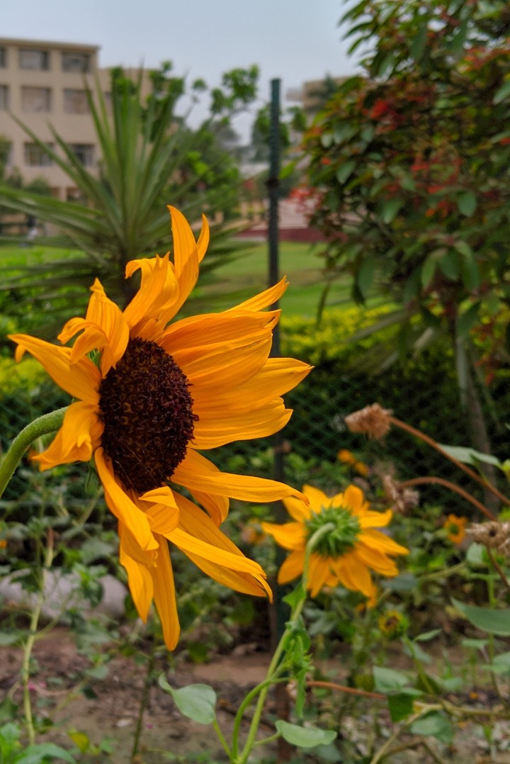 Flower