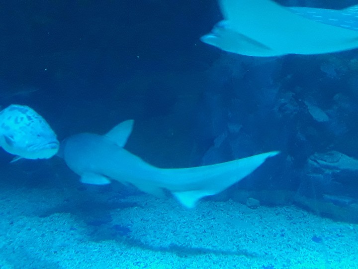 shark