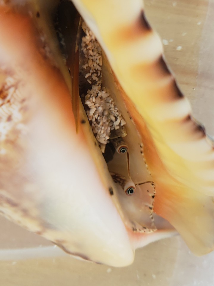 giant conch