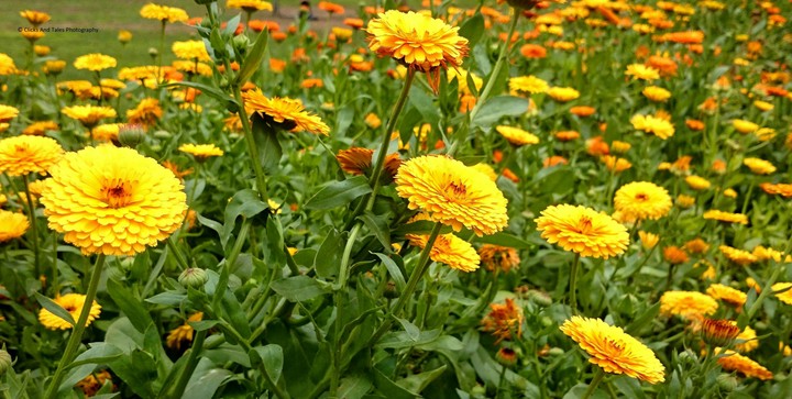 Mughal Garden