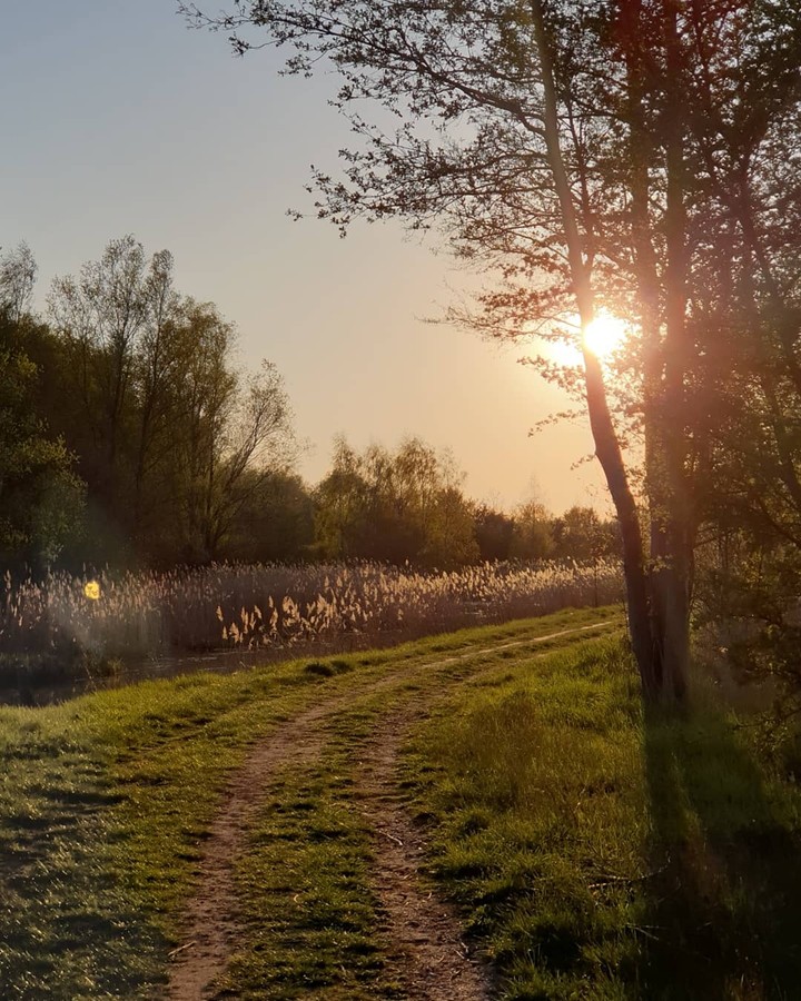 sunset in farm