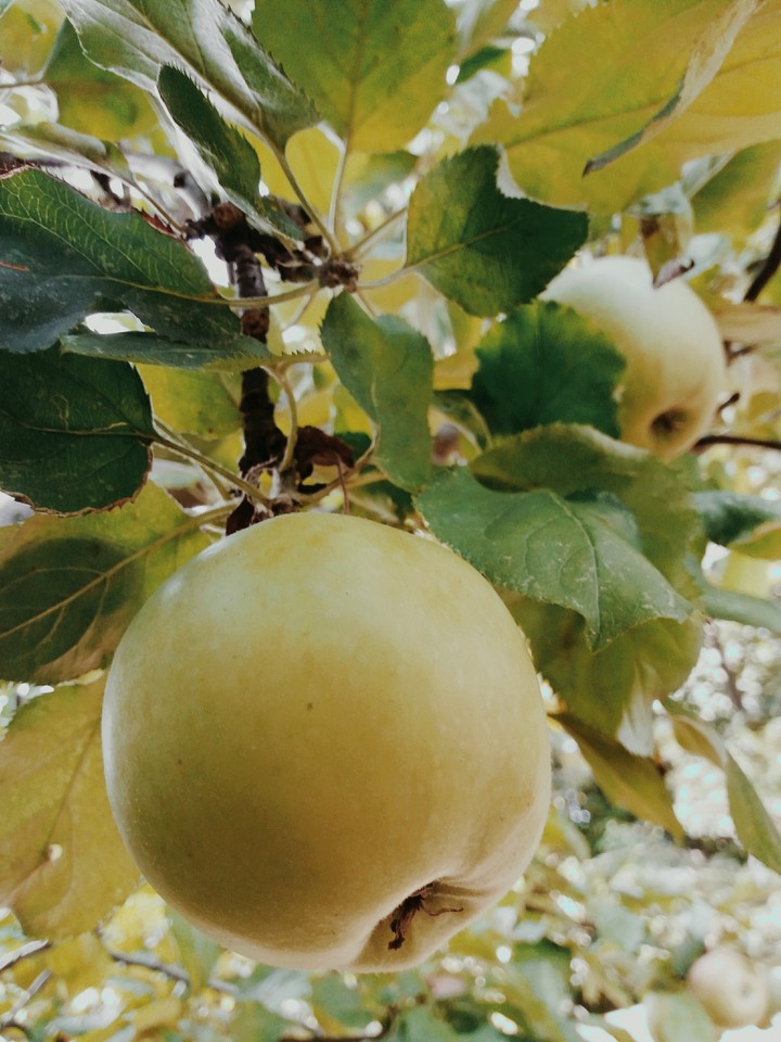 pomme~Apple