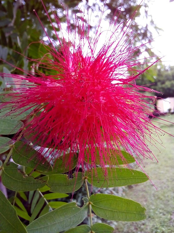 beautiful flowers