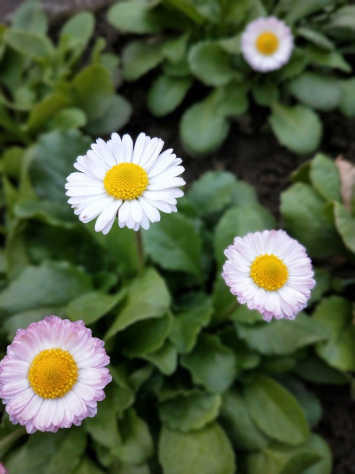 daisies