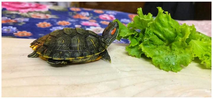 turtle