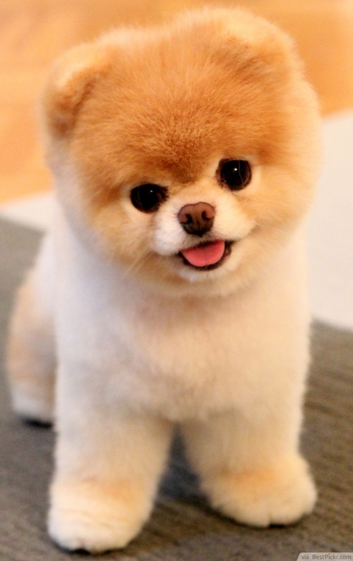 world cutest dog