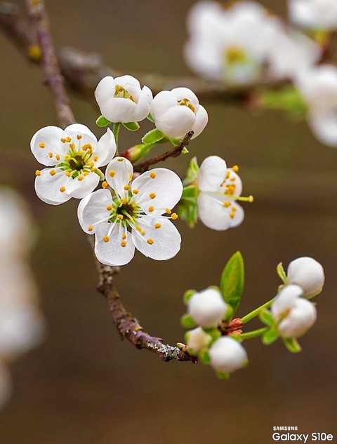 Y❤️ Spring flowering