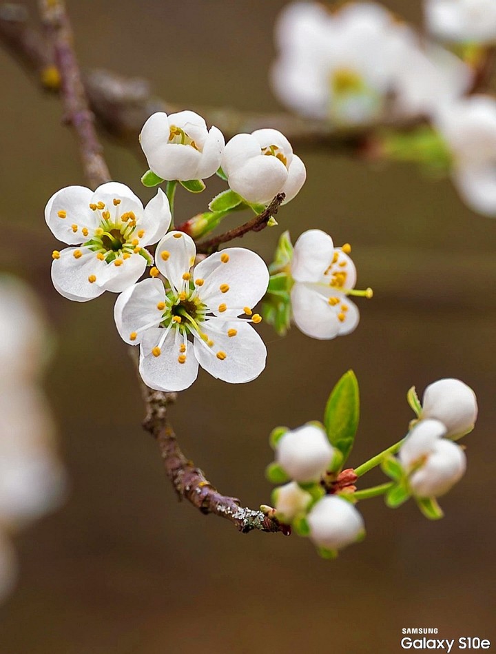 Y❤️ Spring flowering