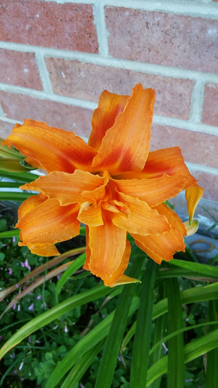 mom's tiger lily