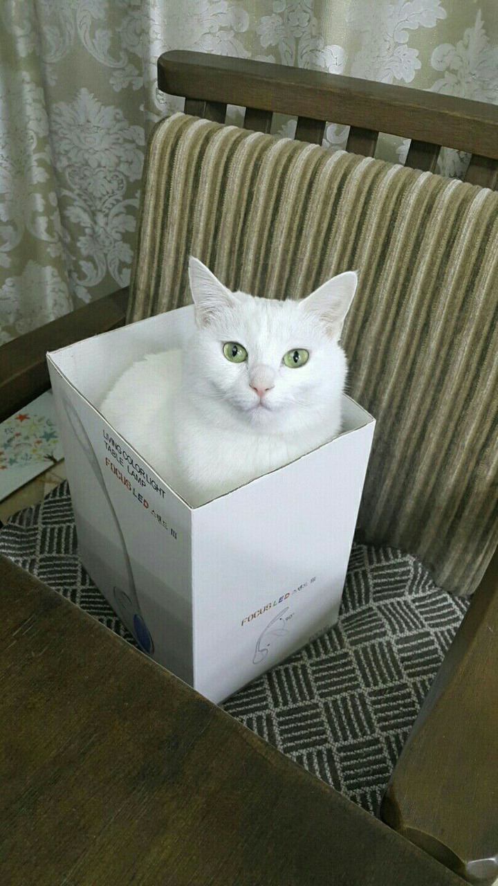 고양이