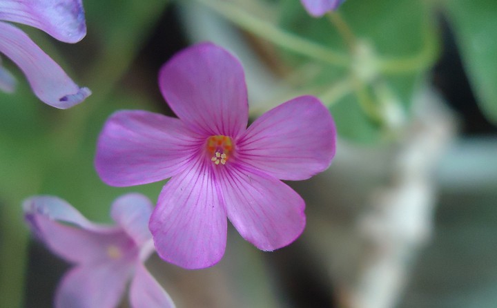 trebol rosa