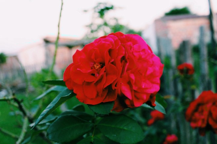 #rosa#contemplados