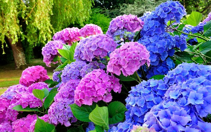 hydrangea