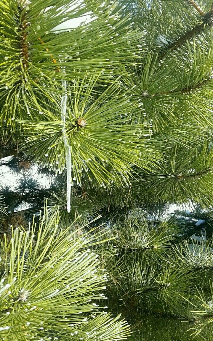 icicle