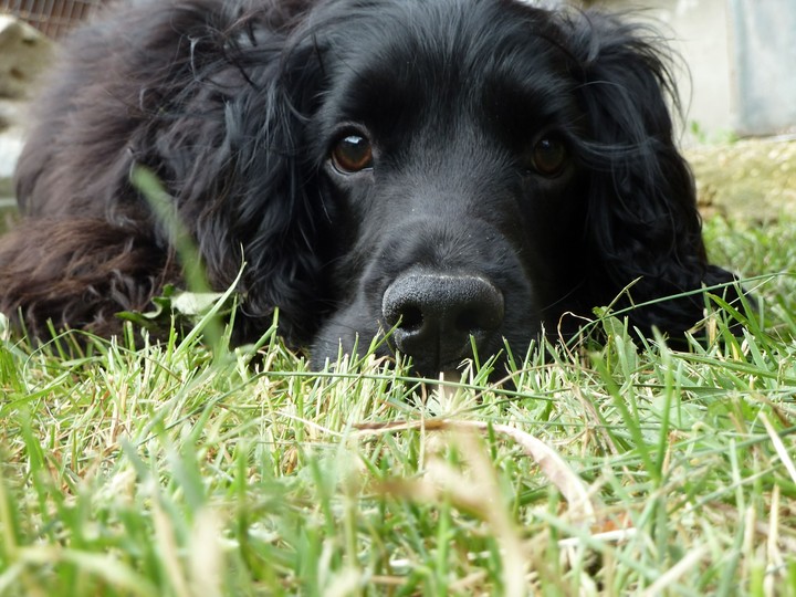 Bim, my pet
