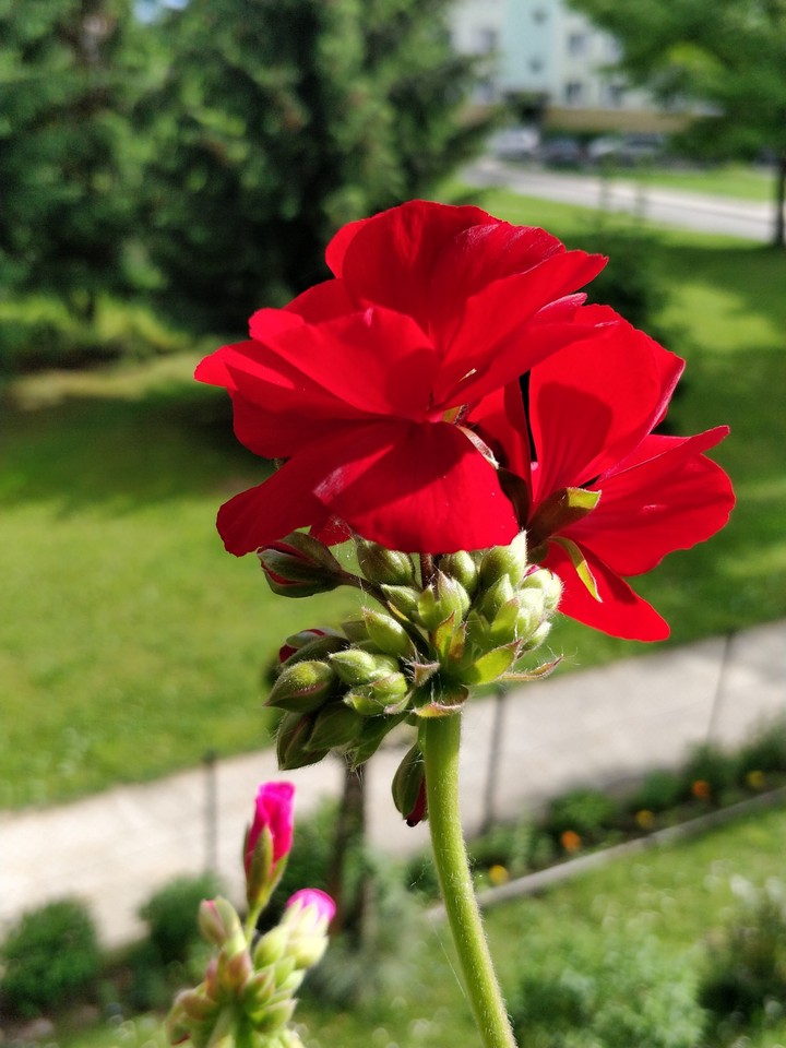 red flower