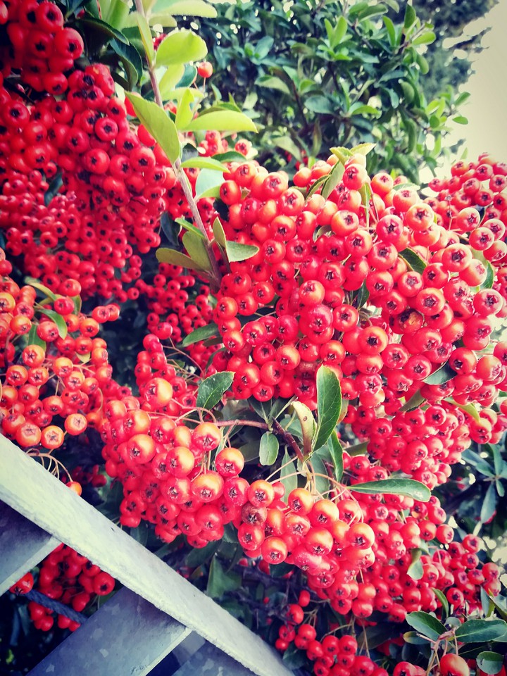 Pyracantha coccinea