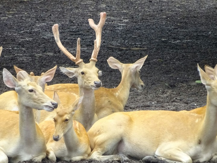 Swamp Deer