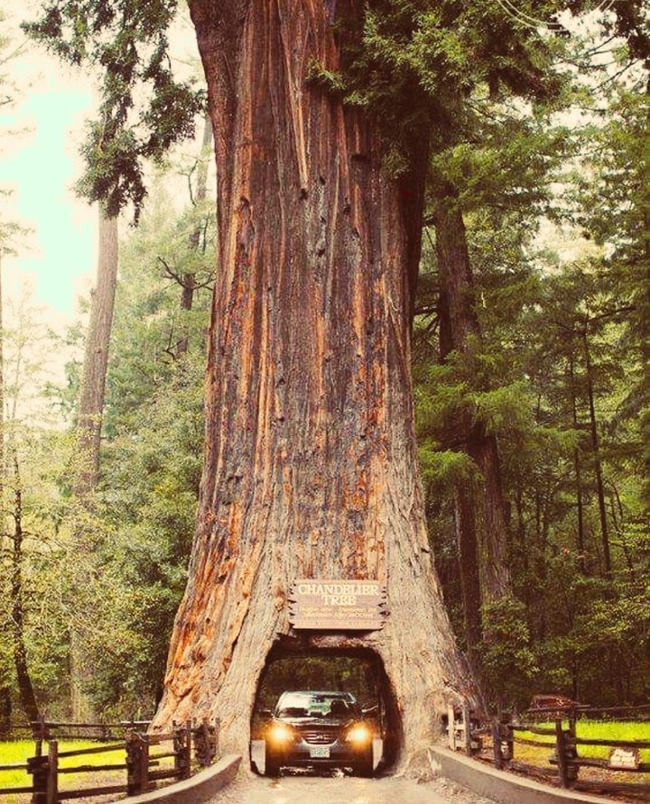 Redwood forest