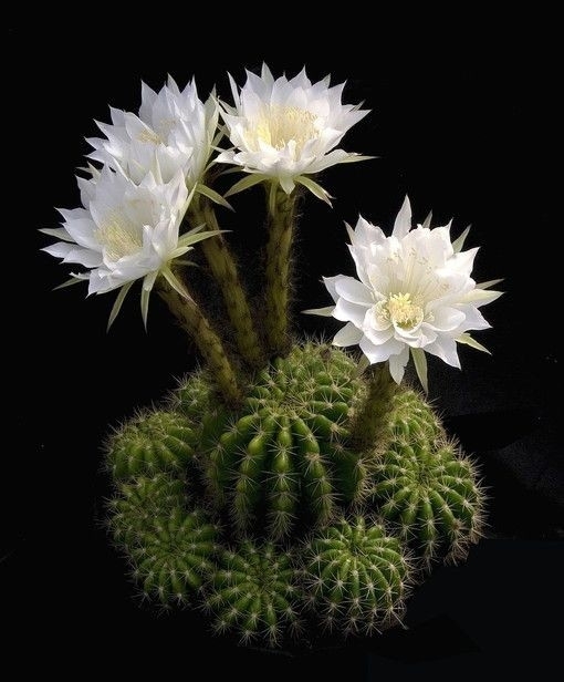 Echinopsis Calochlora