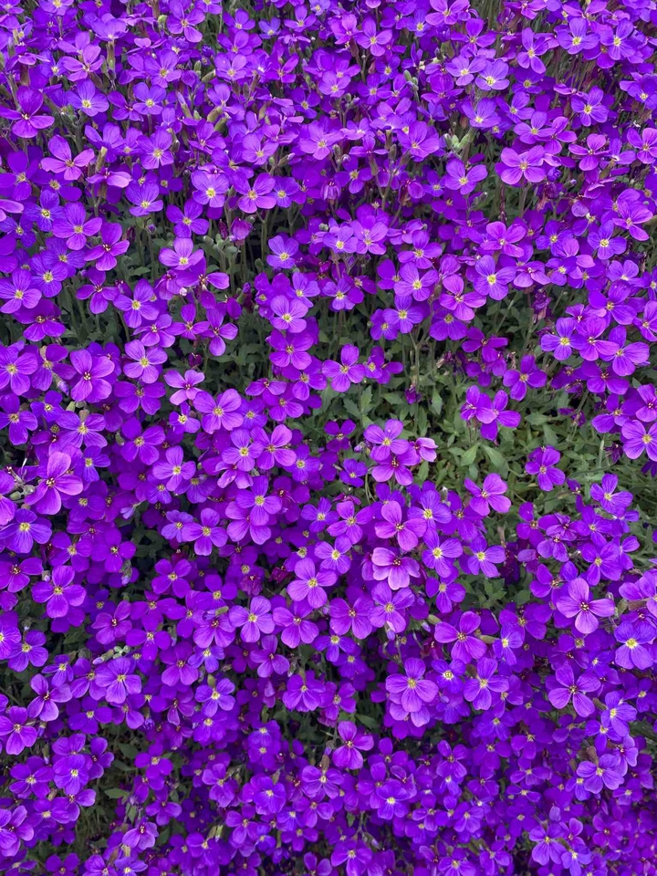 Violetty