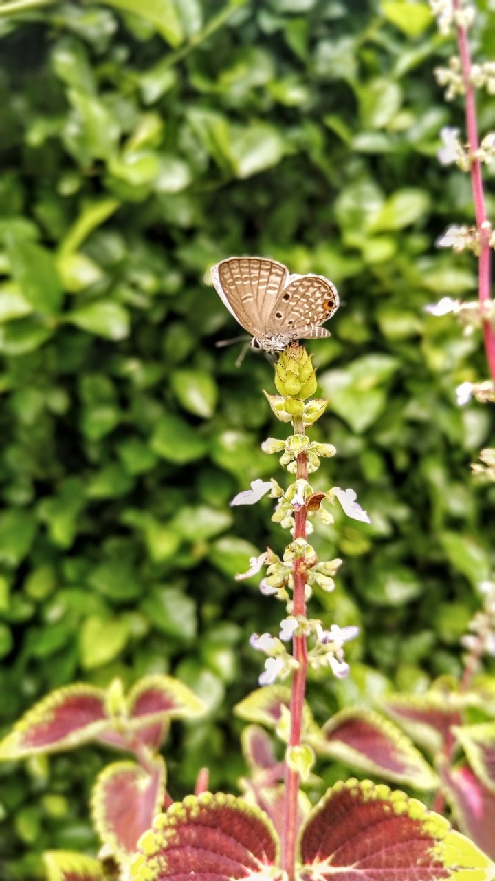 butterfly
