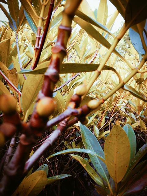 Mangrove