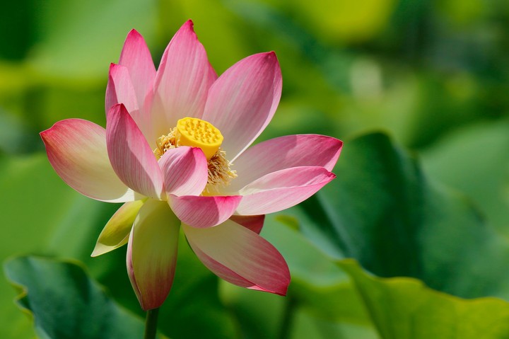 linda flor de loto