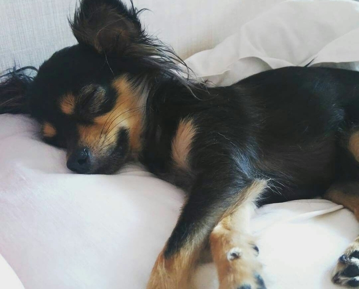 SleepyDog