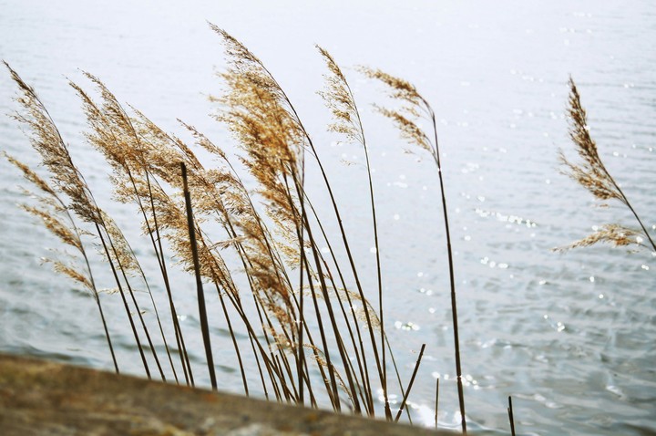 Seagrass