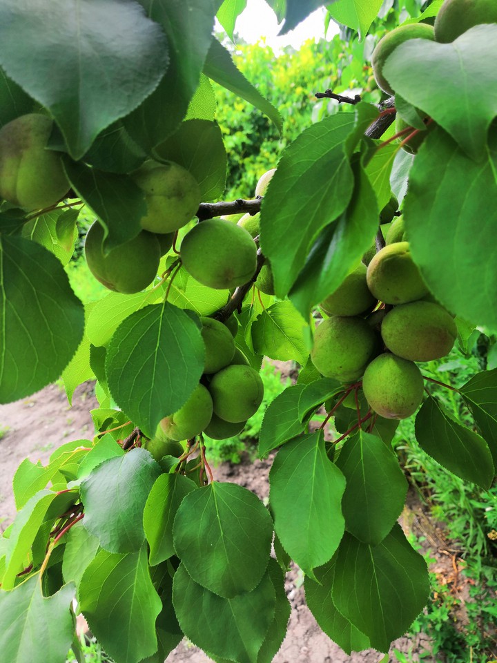 Apricot