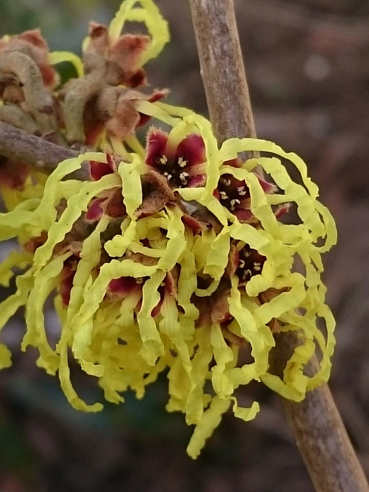 Chinesische Zaubernuss (Hamamelis mollis)