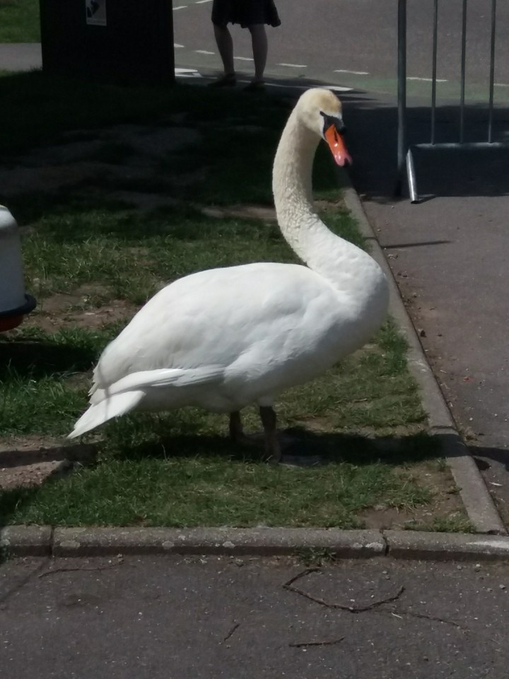 la famille cygne