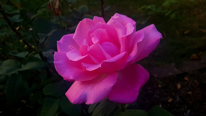 Pink rose