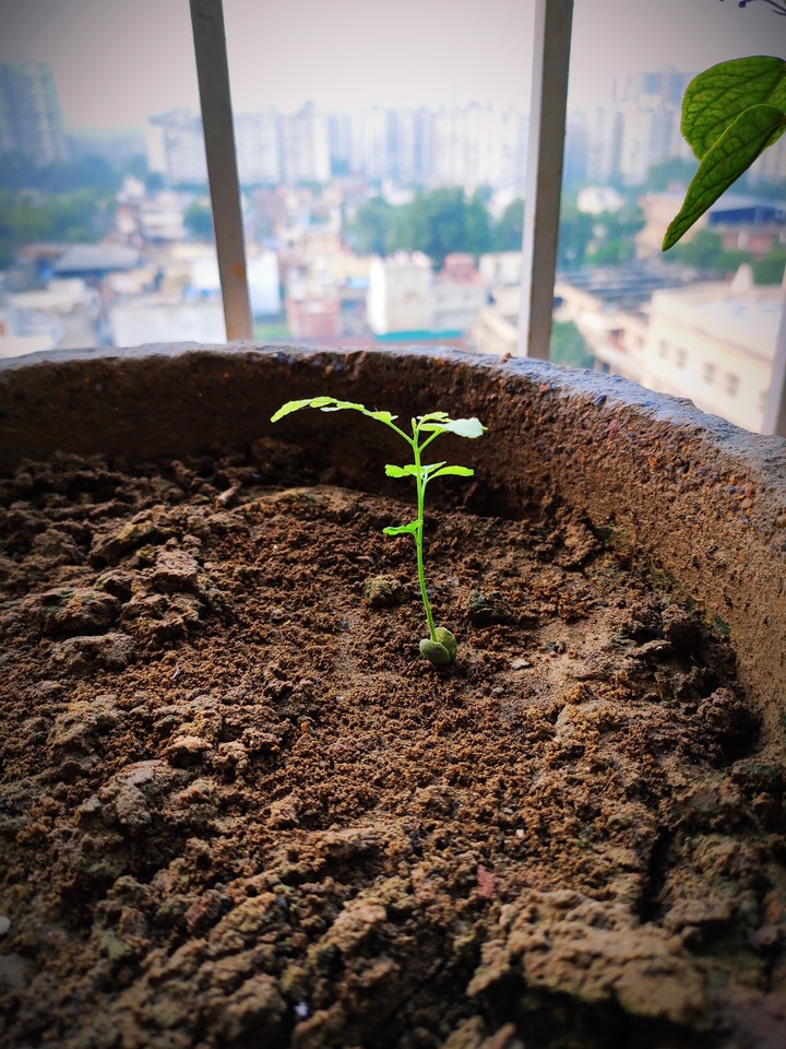 Curry Leaves Plant