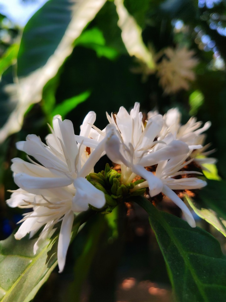 coffee flower