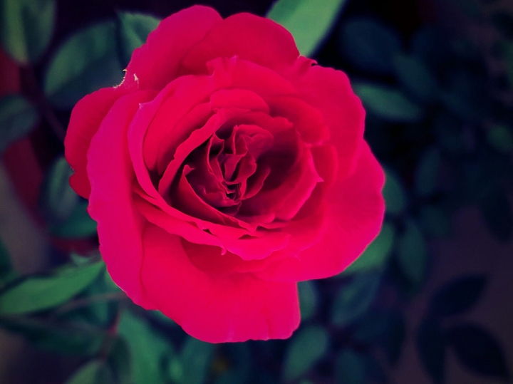 red is beautiful