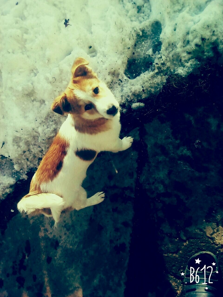 dog
