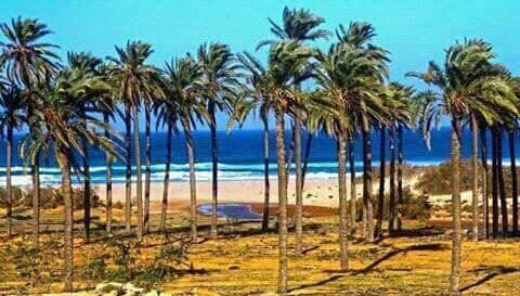 palm tree